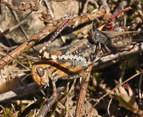 Réf. 332 374 : Calliptamus barbarus barbarus